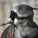 Tracy Bird Photo 19