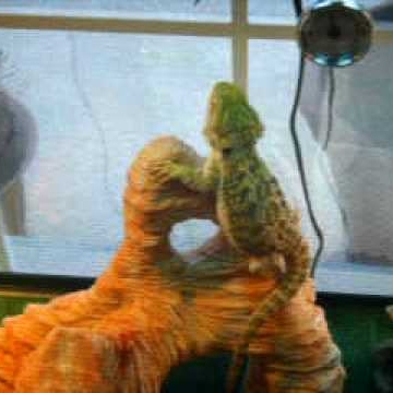 Cory Fowler Photo 11