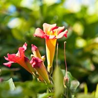 Walter Robertson Photo 36