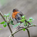 Robin Rains Photo 30