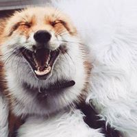 Henry Fox Photo 10
