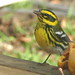 Linda Townsend Photo 41