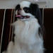 Chin Chang Photo 37