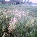 Ginger Fields Photo 29