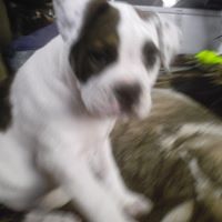 Laurie Tracy Photo 18