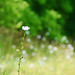 Dorris Young Photo 8