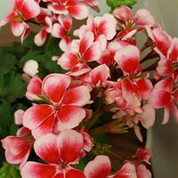 Elaine French Photo 18