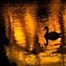 Geoffrey Funk Photo 9