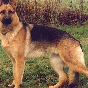 Ronald Norman Photo 28 Ronald Norman Photo 28