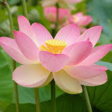 Joan Gallagher Photo 10