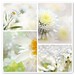 Summer White Photo 41