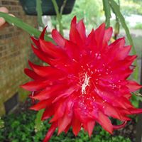 Phyllis Gray Photo 23