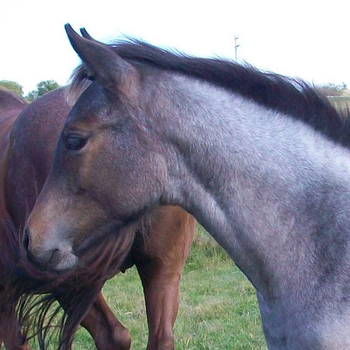 Laurel Matthews Photo 22