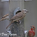 Dan Finch Photo 4