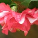 Camelia Sharp Photo 5