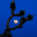 Joshua Moon Photo 5