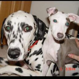 Kevin Capone Photo 2