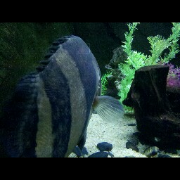 Henry King Photo 23 Henry King Photo 23