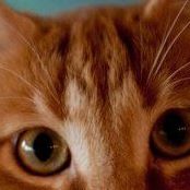 Jason Whiteman Photo 29