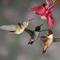 Joyce Lashley Photo 7