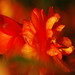 Deborah Burns Photo 30