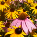 Susan Blom Photo 8