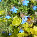 Jenny Golden Photo 6