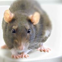 Walter Cameron Photo 16