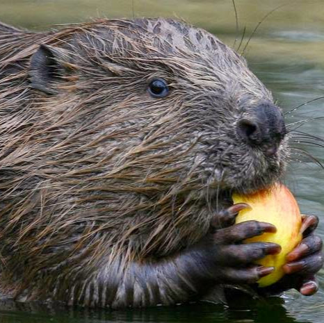 Eric Crouse Photo 25