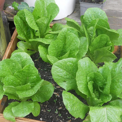 Debra Pratt Photo 18