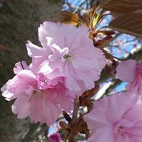 Mary Chapin Photo 27
