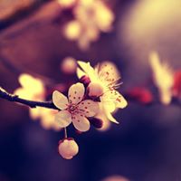 Daniel Zacharias Photo 11