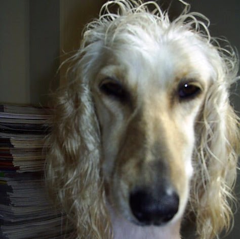 Sandy Moore Photo 37 Sandy Moore Photo 37