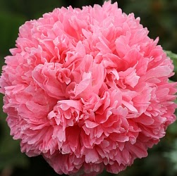 Amy Mcneill Photo 27