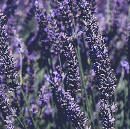 Carla Richards Photo 18