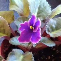 Margaret Hartman Photo 21