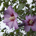 Sharon Donaldson Photo 14