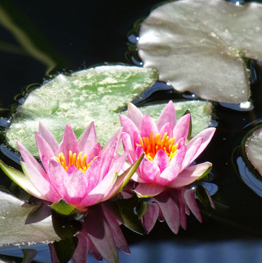 Michelle Arnett Photo 14