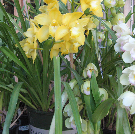 Dianne Johnson Photo 5
