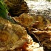 Earnest Woods Photo 14