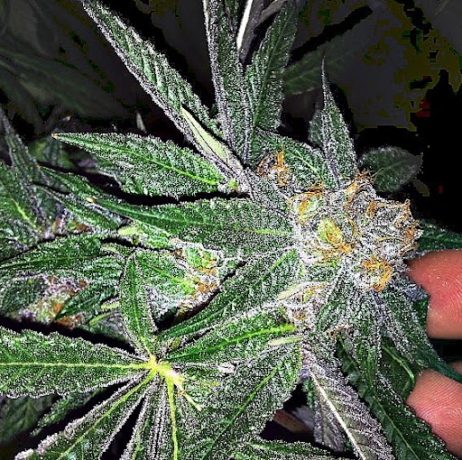 Eugene Green Photo 28