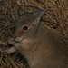 Karen Hare Photo 26
