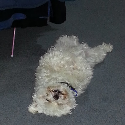 Carey Martin Photo 18