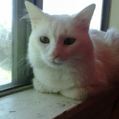 Renee Medina Photo 12