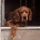 Philip Abbott Photo 34