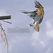 Mark Ogden Photo 32