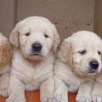 Jose Gaspar Photo 28 Jose Gaspar Photo 28