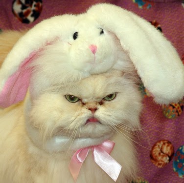 Robin Steele Photo 21