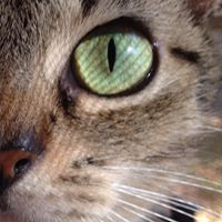 Janet Weston Photo 18