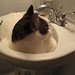 James Sink Photo 12